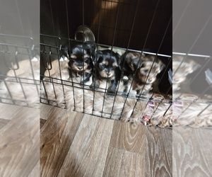 Shorkie Tzu Puppy for sale in SAN ANTONIO, TX, USA