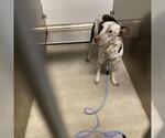 Small Border Collie Mix