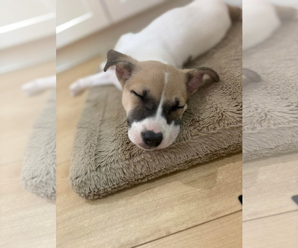 Medium Photo #8 Mutt Puppy For Sale in Derwood, MD, USA