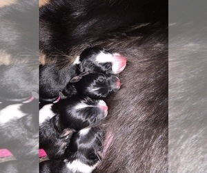 Australian Shepherd Puppy for sale in E BROOKFIELD, MA, USA