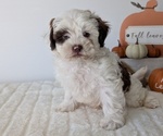 Small #2 ShihPoo