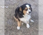 Small Photo #1 Miniature Australian Shepherd Puppy For Sale in OSHKOSH, NE, USA