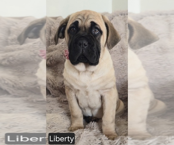 Medium Photo #4 Cane Corso Puppy For Sale in MINERAL WELLS, WV, USA