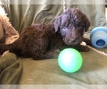 Small #21 Labradoodle