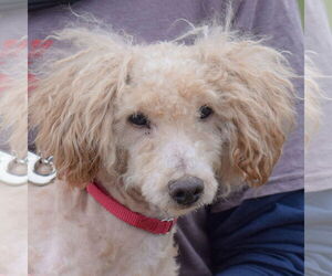 Mutt Dogs for adoption in Huntley, IL, USA