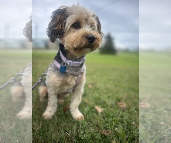 Medium Photo #5 Mutt Puppy For Sale in Allentown,, PA, USA