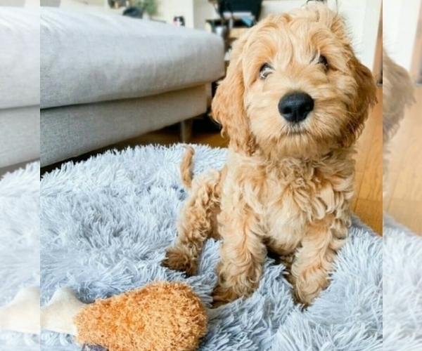 Medium Photo #5 Goldendoodle Puppy For Sale in FREMONT, CA, USA