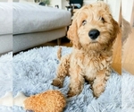 Small Photo #5 Goldendoodle Puppy For Sale in FREMONT, CA, USA