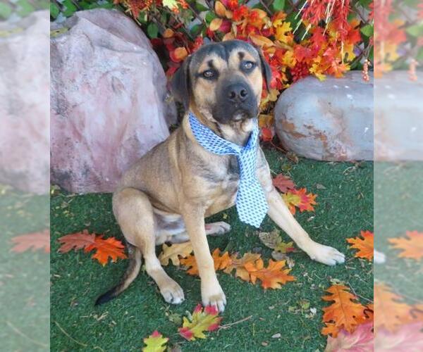 Medium Photo #1 Black Mouth Cur-Unknown Mix Puppy For Sale in Oklahoma City, OK, USA