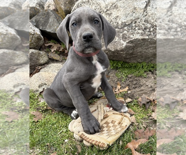 Medium Photo #4 Great Dane Puppy For Sale in MIDDLEBURY, IN, USA