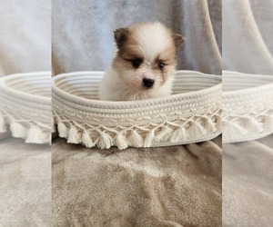Pomeranian Puppy for sale in NEW BRAUNFELS, TX, USA