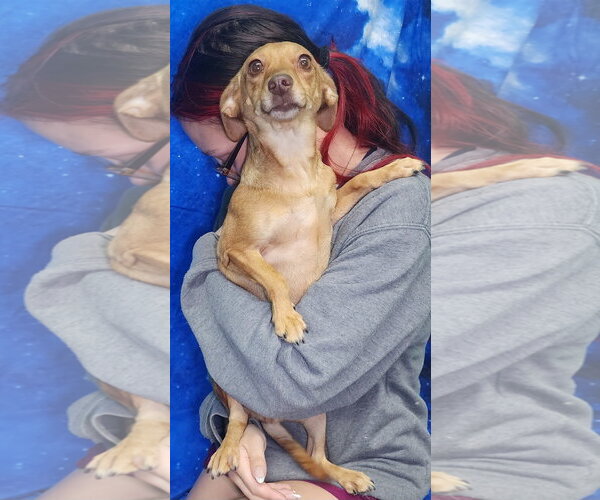 Medium Photo #2 Chiweenie Puppy For Sale in Wetumpka, AL, USA