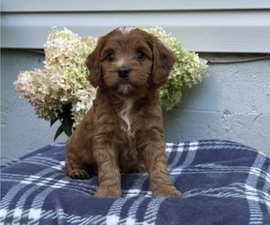 Cockapoo Puppy for sale in STANLEY, WI, USA