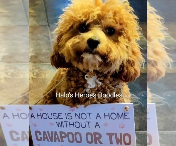 Medium Photo #1 Cavapoo (Miniature)-Goldendoodle Mix Puppy For Sale in KEMP, TX, USA