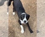 Small #1 Border Collie Mix