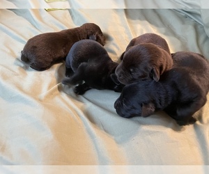Labrador Retriever Puppy for sale in DAIRYVILLE, CA, USA