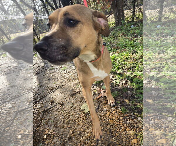 Medium Photo #4 Mutt Puppy For Sale in Jackson, MS, USA