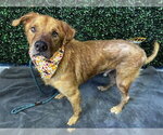 CAESAR - Male Golden Retriever Dog for Adoption - Small photo