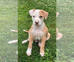 Small #6 Mutt