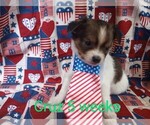 Small Photo #1 Chihuahua Puppy For Sale in MANCHESTER, PA, USA