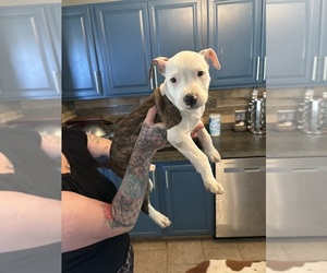 American Pit Bull Terrier Litter for sale in PORTSMOUTH, VA, USA