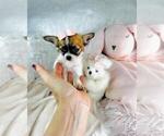 Small #14 Chihuahua