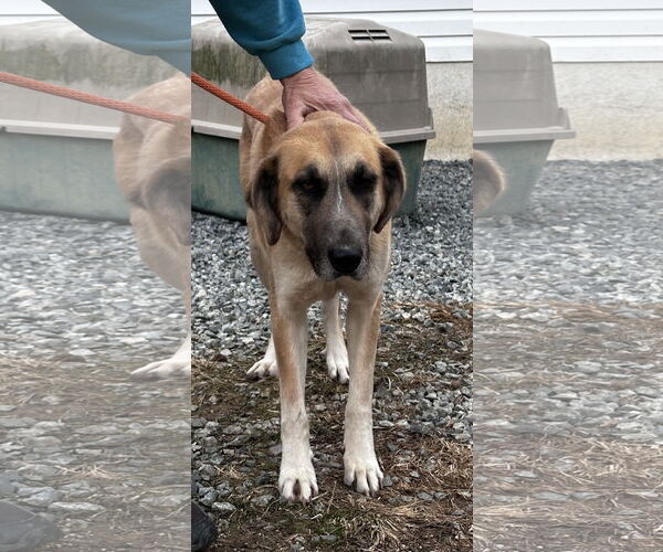 Medium Photo #8 Great Pyrenees-Unknown Mix Puppy For Sale in Thomasville, NC, USA
