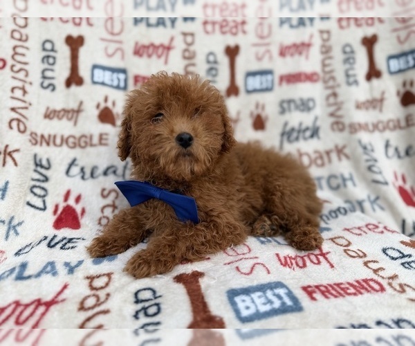 Medium Photo #5 Poodle (Miniature) Puppy For Sale in LAKELAND, FL, USA