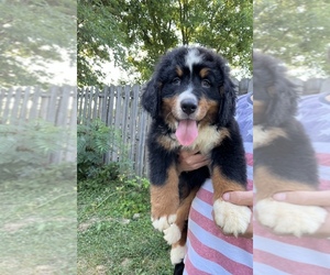 Bernese Mountain Dog Puppy for sale in BEDFORD, IN, USA
