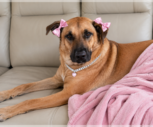 Zadee - Female Golden Retriever-Unknown Mix Dog for Adoption - Photo #3