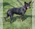 Small #3 Mutt
