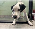 Small Australian Shepherd-Boxer Mix