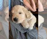 Small Photo #8 Labradoodle Puppy For Sale in GLENDALE, CA, USA