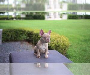 French Bulldog Puppy for sale in MIAMI, FL, USA