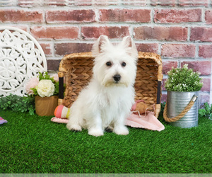 West Highland White Terrier Puppy for sale in SYRACUSE, IN, USA