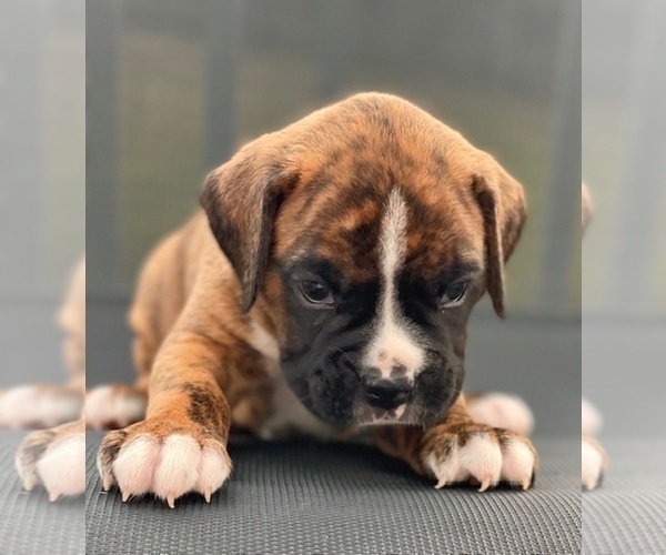 Medium Photo #2 Boxer Puppy For Sale in MECHANICSVILLE, MD, USA