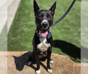 Siberian Husky-Unknown Mix Dogs for adoption in Las Vegas, NV, USA