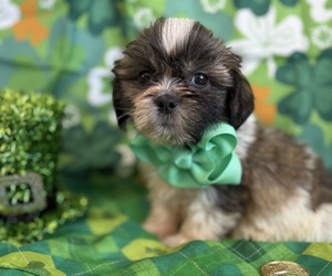 Zuchon Puppy for sale in CENTER HILL, FL, USA
