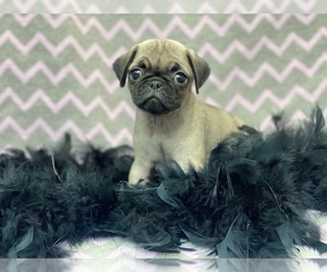 Pug Puppy for sale in LAKELAND, FL, USA