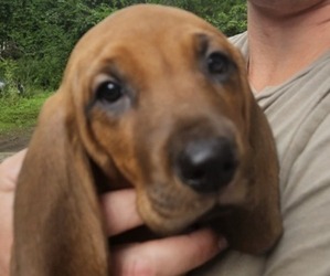 Redbone Coonhound Puppy for sale in BEDFORD, NH, USA