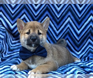 Shiba Inu Puppy for sale in STRASBURG, PA, USA