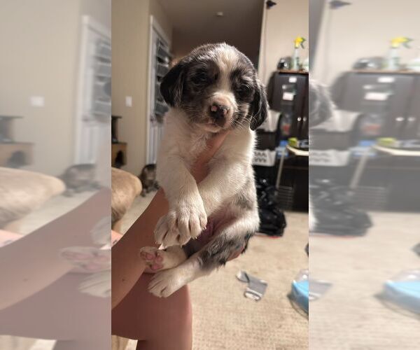 Medium Photo #1 Collie-Unknown Mix Puppy For Sale in Calgary, Alberta, Canada