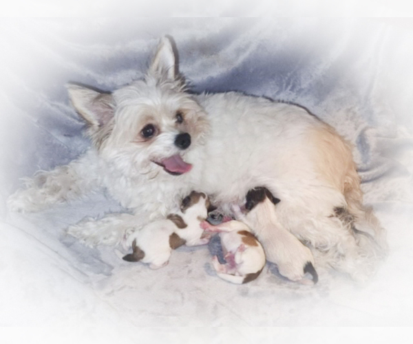 Medium Photo #3 Morkie Puppy For Sale in LAS VEGAS, NV, USA