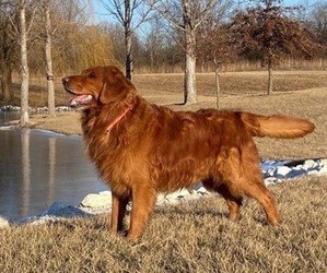 Father of the Golden Irish-Golden Retriever Mix puppies born on 09/24/2026
