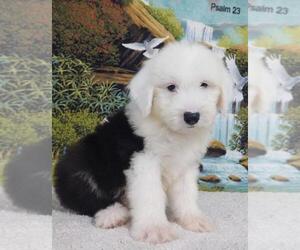 Old English Sheepdog Puppy for sale in BLOOMINGTON, IN, USA