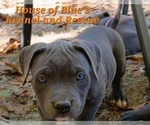 Small #7 American Pit Bull Terrier