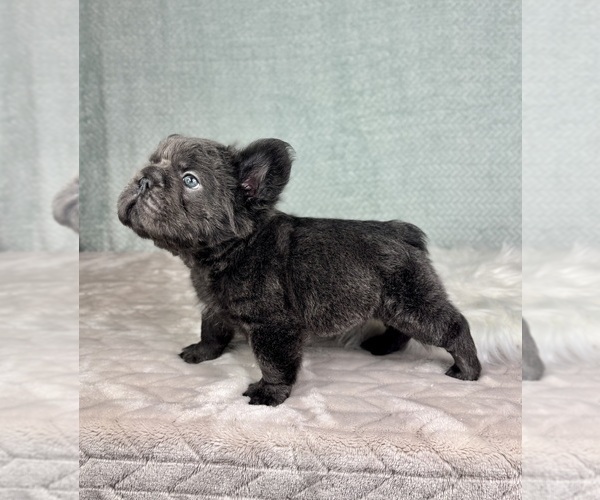 Medium Photo #2 French Bulldog Puppy For Sale in FRANKLIN, IN, USA