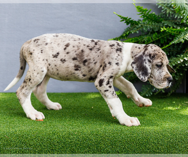 Medium Photo #98 Great Dane Puppy For Sale in WAKARUSA, IN, USA