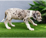 Small Photo #98 Great Dane Puppy For Sale in WAKARUSA, IN, USA