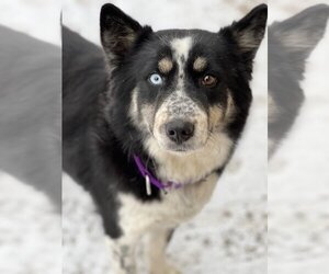 Australian Shepherd-Huskies  Mix Dogs for adoption in Bemidji, MN, USA